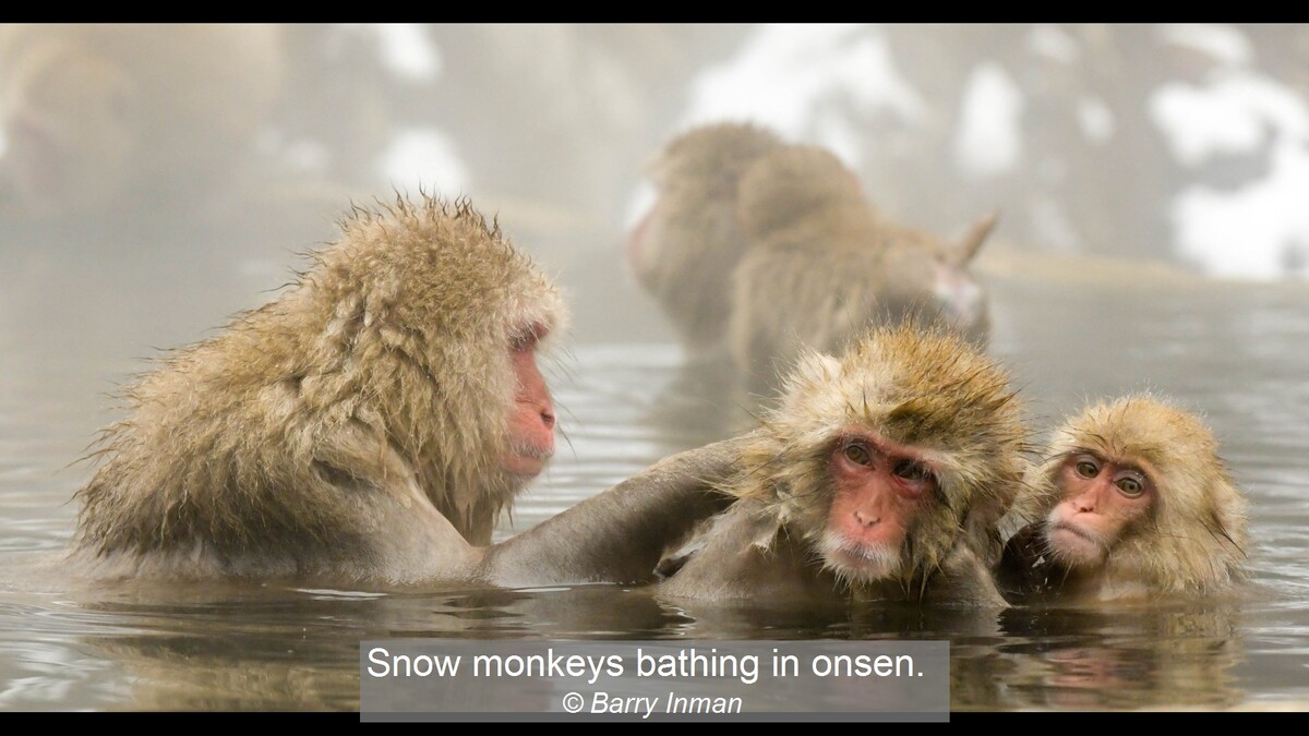 Snow monkeys bathing in onsen.